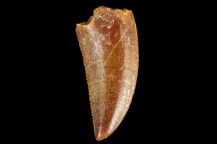 Serrated, Raptor Tooth - Real Dinosaur Tooth #127059
